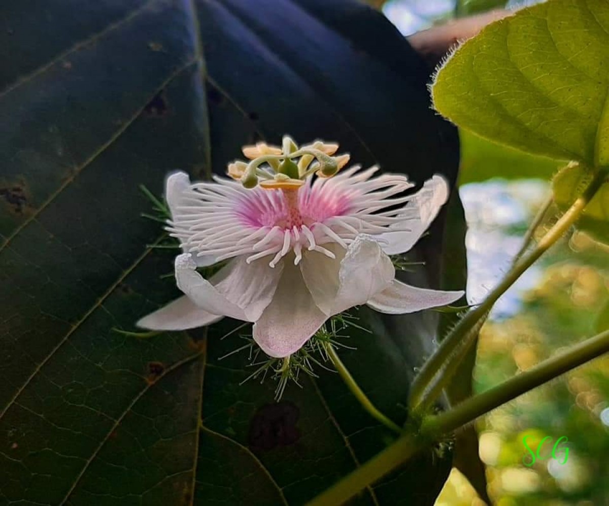 Passiflora foetida L.